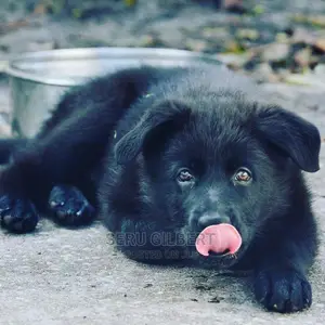 1-3 Month Male Purebred German Shepherd