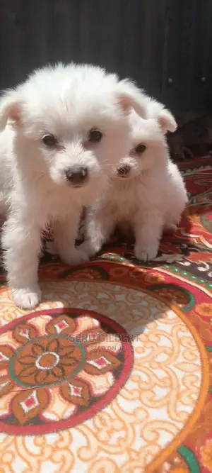 1-3 Month Male Purebred Japanese Spitz