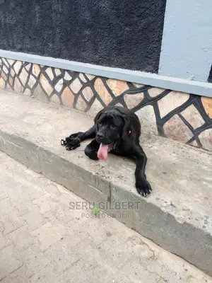 1+ Year Male Purebred Boerboel