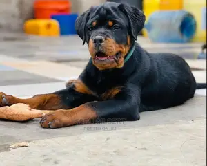 3-6 Month Male Purebred Rottweiler