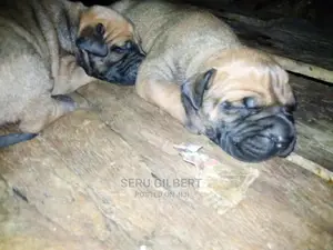 1-3 month Male Purebred Boerboel