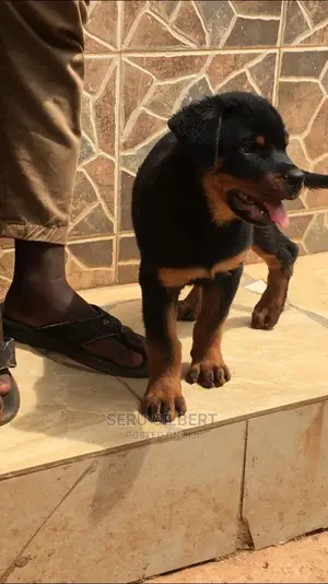 3-6 Month Male Purebred Rottweiler