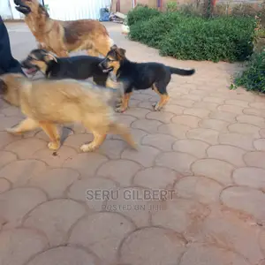 1-3 Month Male Purebred German Shepherd