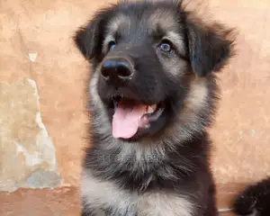0-1 Month Female Purebred German Shepherd