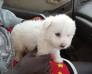 1-3 Month Male Purebred Maltese