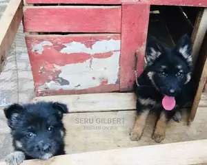 1-3 Month Male Purebred German Shepherd
