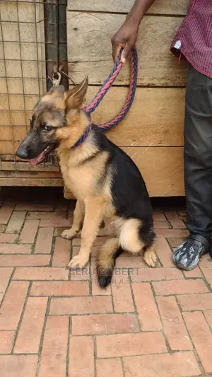 1-3 Month Male Purebred German Shepherd