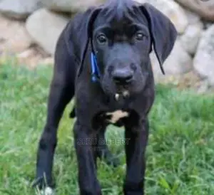 1-3 Month Male Purebred Boerboel