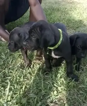 1-3 Month Male Purebred Bullmastiff