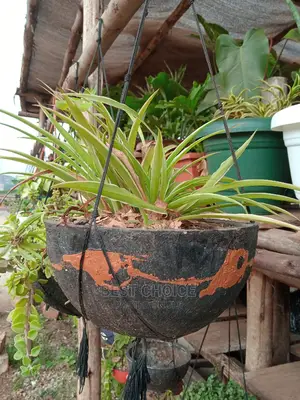 Concrete Planters/Beautiful Potted Plants to Add Home Beauty
