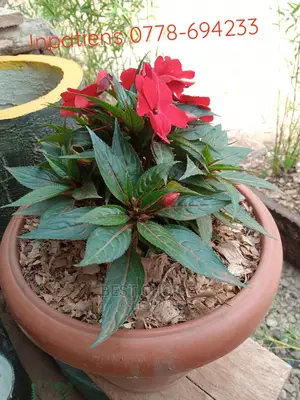 Potted Flowers /Plants and Non Poted Flowers and Plants.