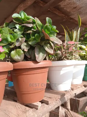 Concrete Pots,Plastic Planters, Customized Concrete Planters