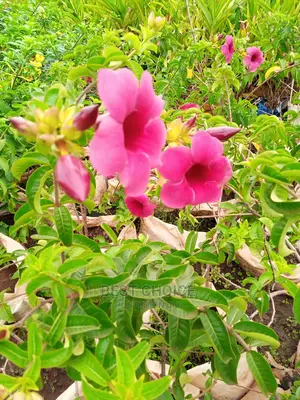 Your Favorite Flowers and Plants at Our Fully Stocked Garden