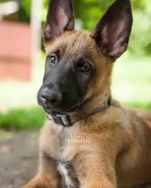 1-3 Month Male Purebred Belgian Malinois