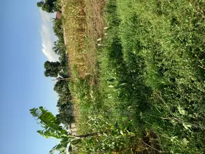 Kira Spectacular Plot for Sell
