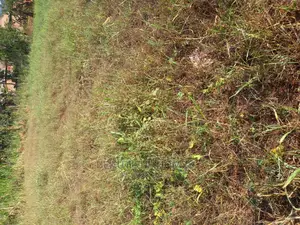 Kira Good Land for Sell