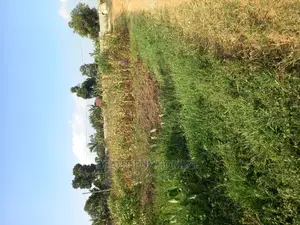 Kira First Class Land on Sell
