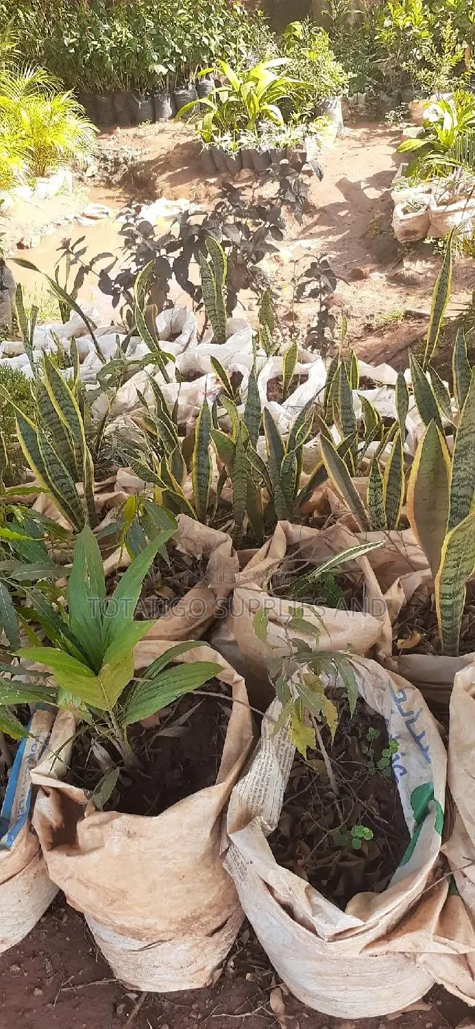 Snake Plant