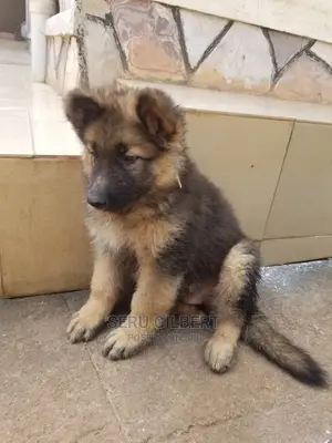 1-3 months Male Purebred German Shepherd