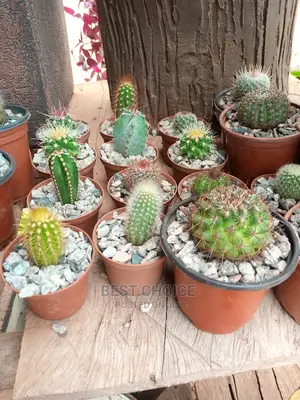 Cactus Available at Our Fully Stocked Garden.