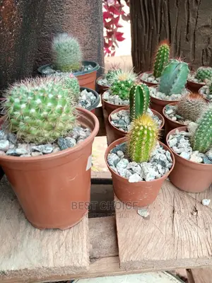 Cactus Available at Our Fully Stocked Garden.
