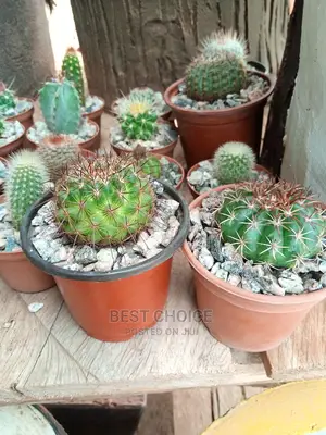 Cactus Available at Our Fully Stocked Garden.