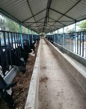 Cattle Sheds Construction