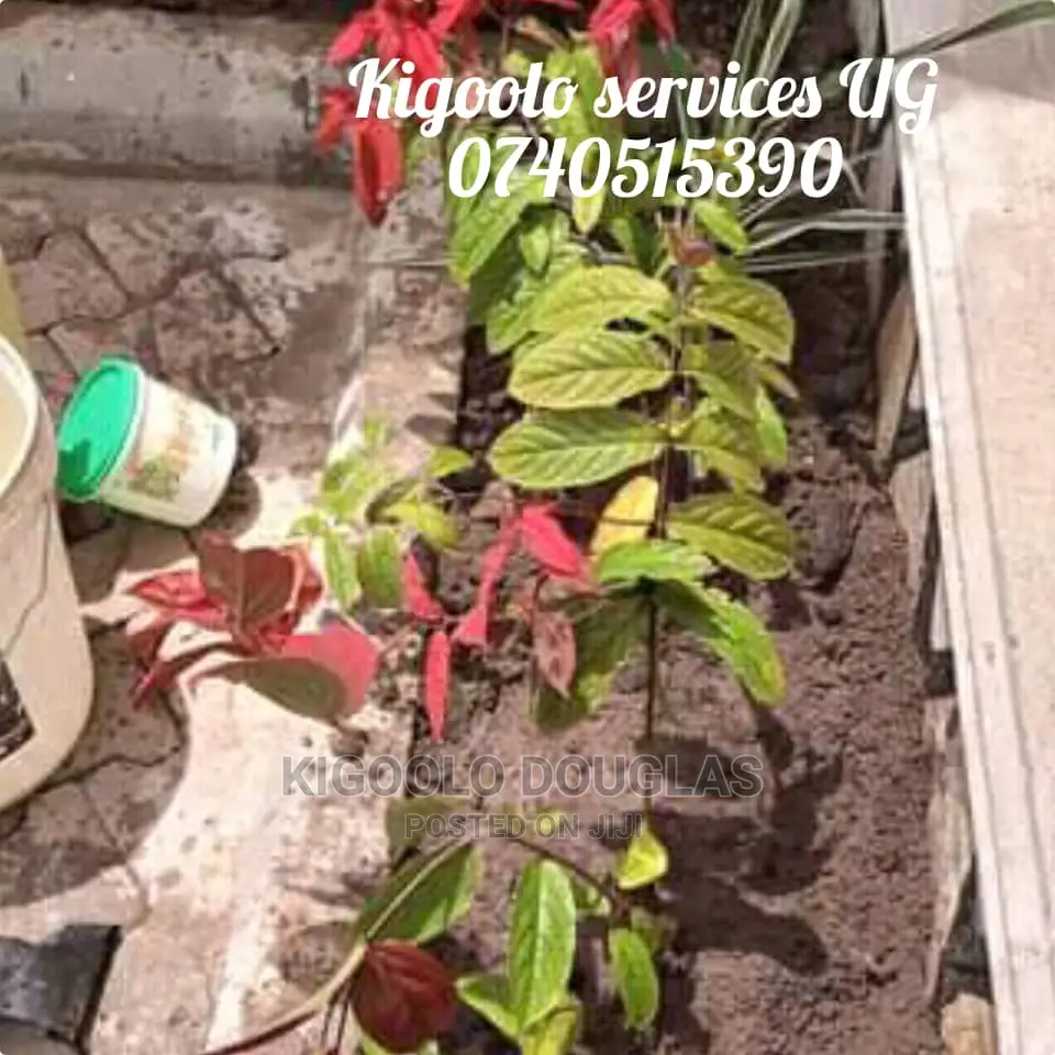 Kigoolo Pavers Services UG