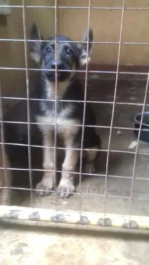 3-6 Months Male Purebred German Shepherd