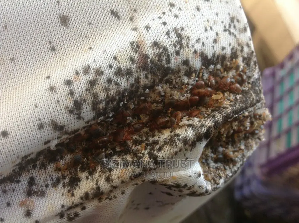 Bed Bugs Stand No Chance to Survive