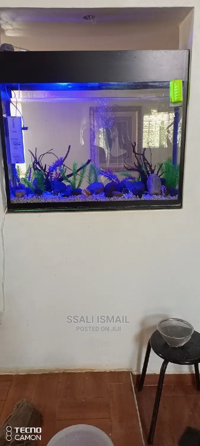 Crystal Clear in Built Aquarium