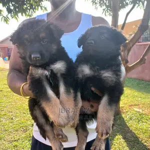 1-3 Months Male Purebred German Shepherd