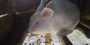 Newzland White Rabbits