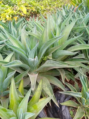 Sisal, Monstella, Palms, Beautiful Flowers, Beautiful Plants