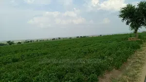 Fertile Farmland for Sale in Northern Uganda