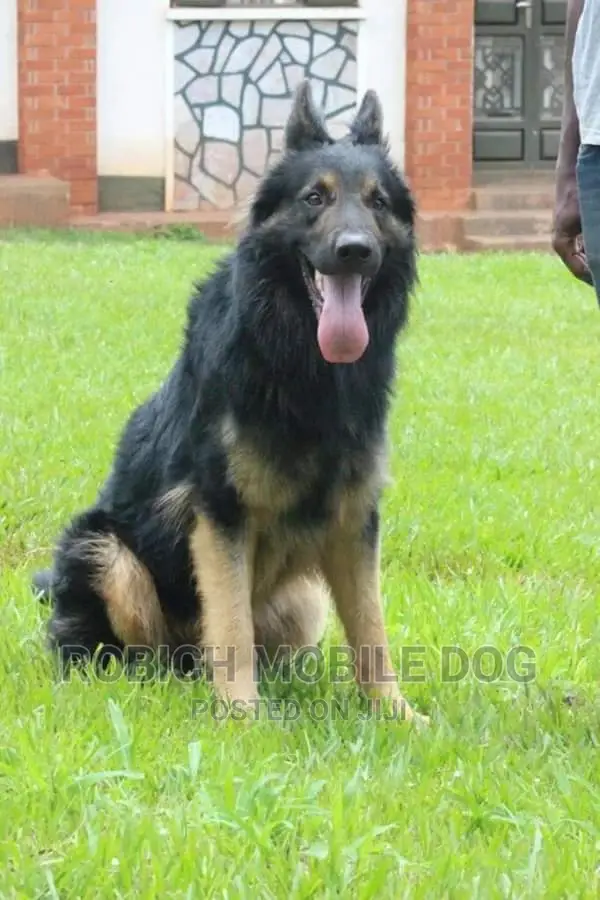 All Dogs Trainer