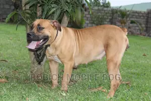 All Dogs Trainer