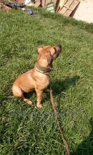 All Dogs Trainer