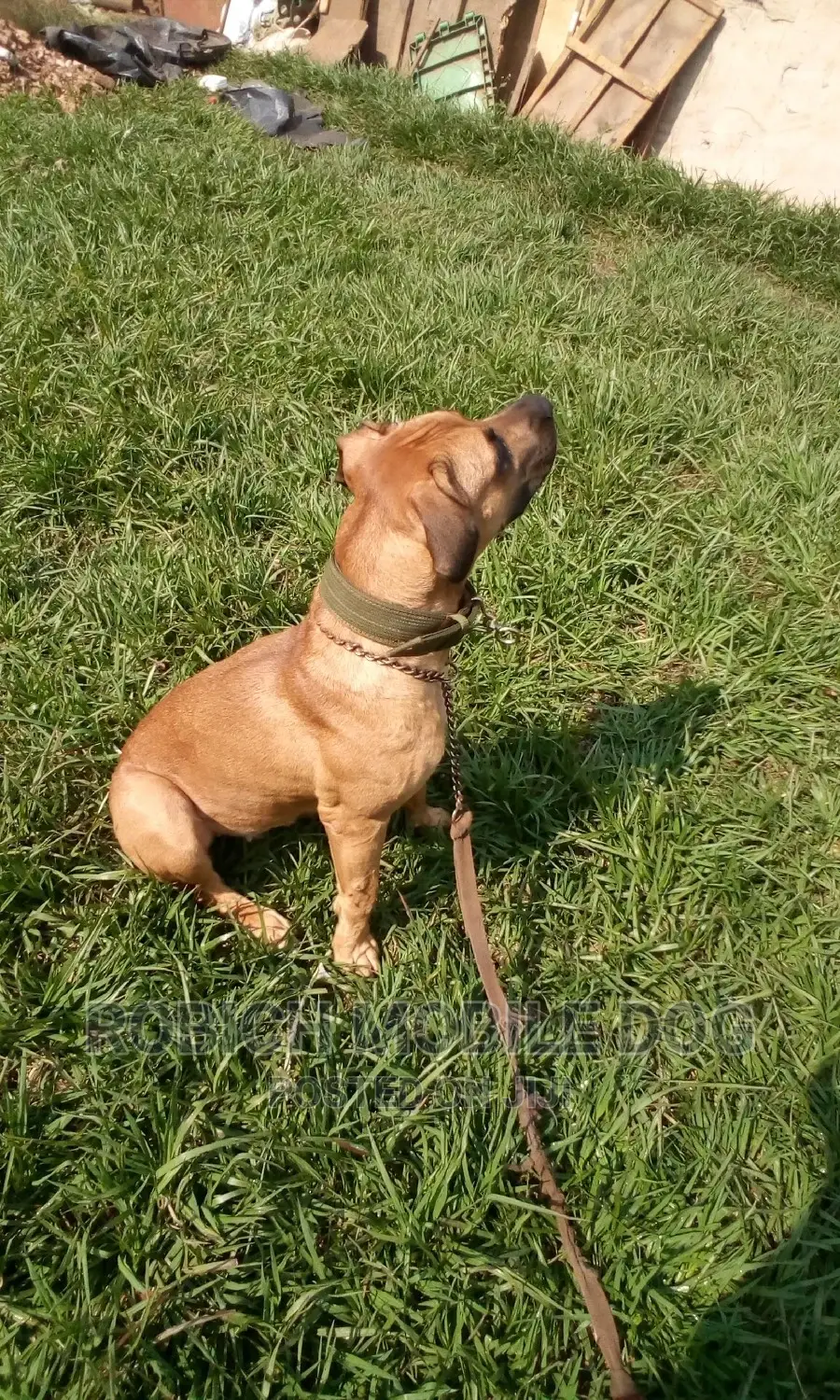 All Dogs Trainer
