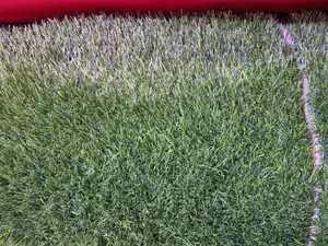 Artificial Grass