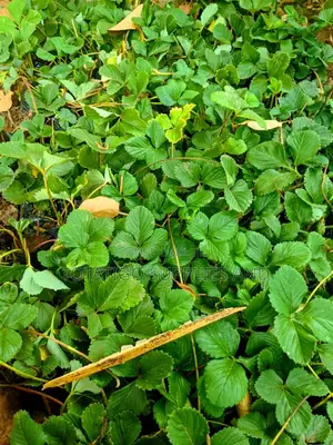 Strawberries Seedlings