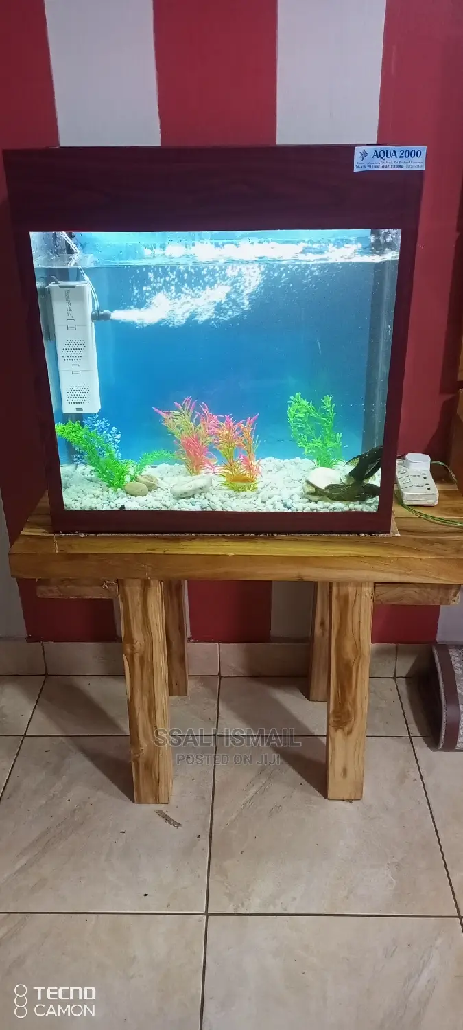 A Nice Looking Aquarium With Best Aquatic Plants