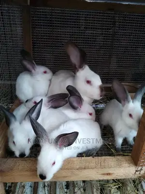 Pure California Rabbits