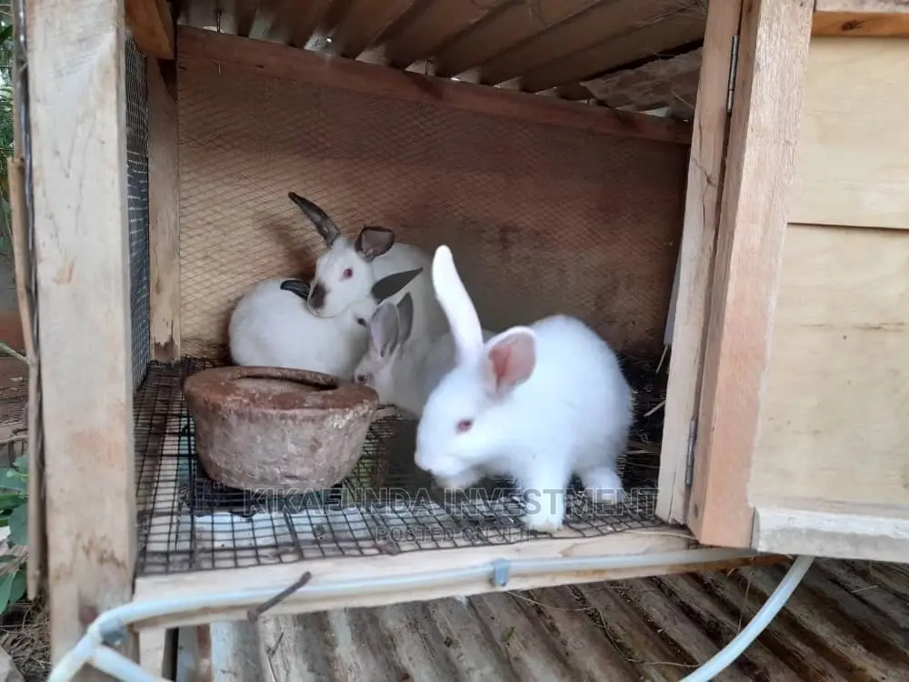 Pure California Rabbits