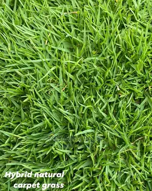 Capital Grass
