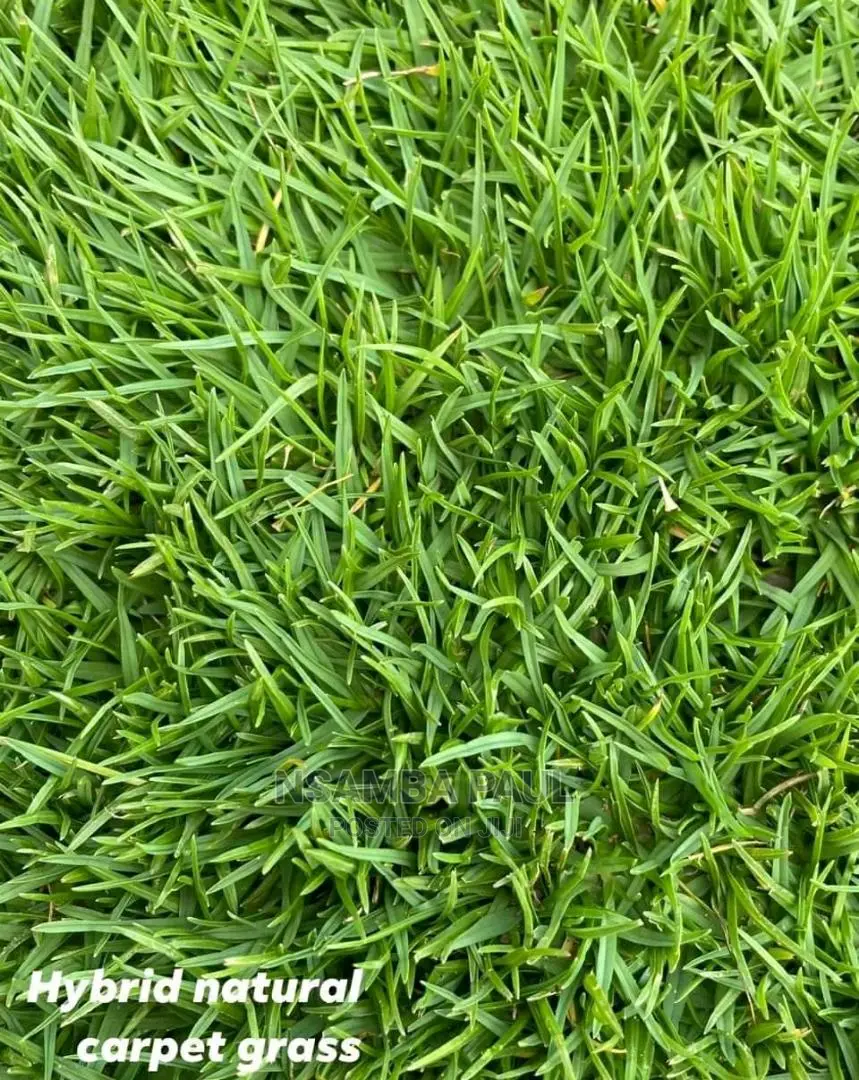 Capital Grass