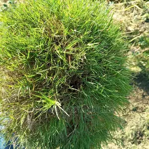 Natural Paspalum Grass Carpet Π