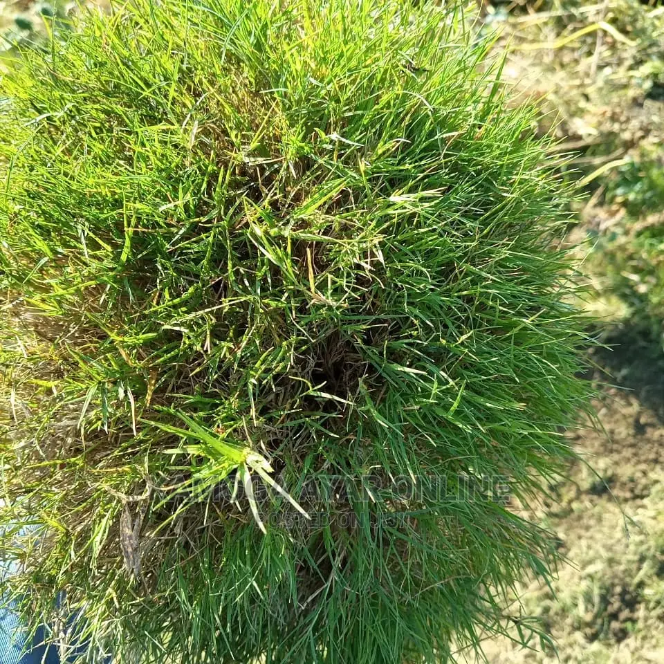 Natural Paspalum Grass Carpet Π