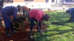 Paspalum Grass, Planting, Maintenance,Care and Treatments