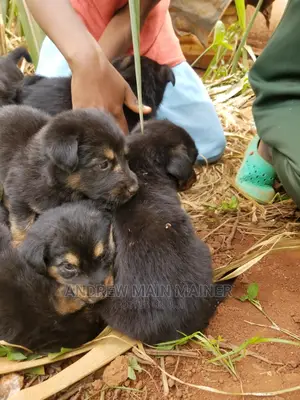 1-3 months Female Mixed Breed German Shepherd